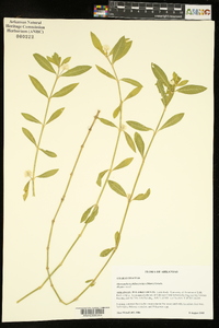 Alternanthera philoxeroides image