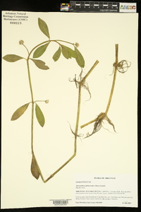 Alternanthera philoxeroides image