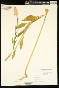 Celosia argentea image