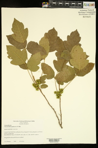 Toxicodendron pubescens image