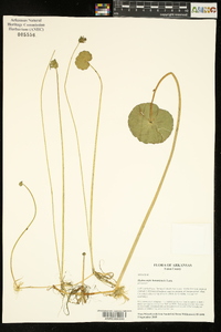 Hydrocotyle bonariensis image