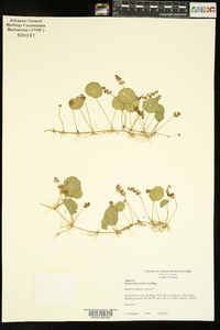 Hydrocotyle prolifera image