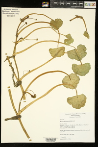 Hydrocotyle ranunculoides image