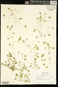 Hydrocotyle sibthorpioides image