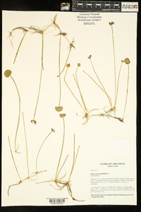 Hydrocotyle umbellata image