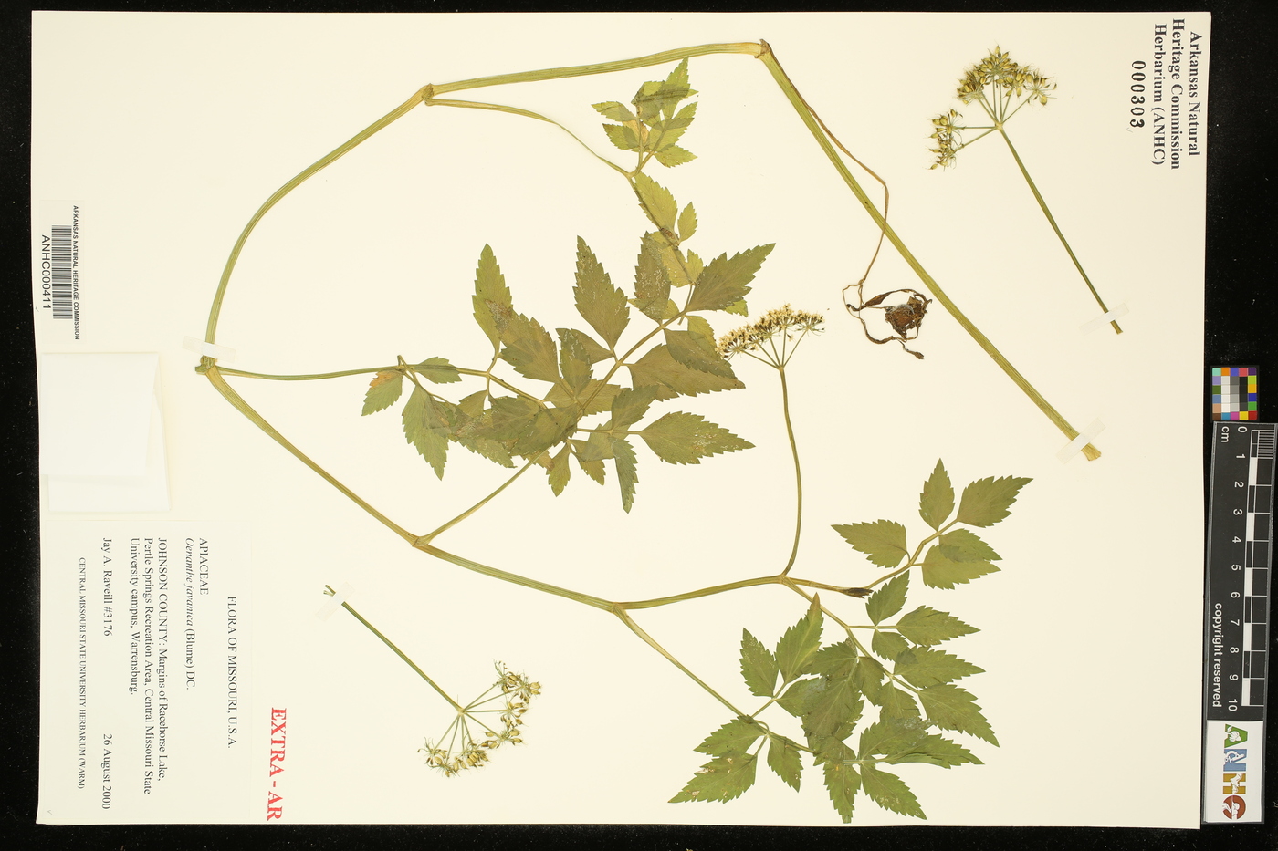 Oenanthe javanica image