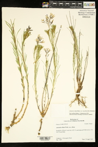 Amsonia ciliata var. tenuifolia image