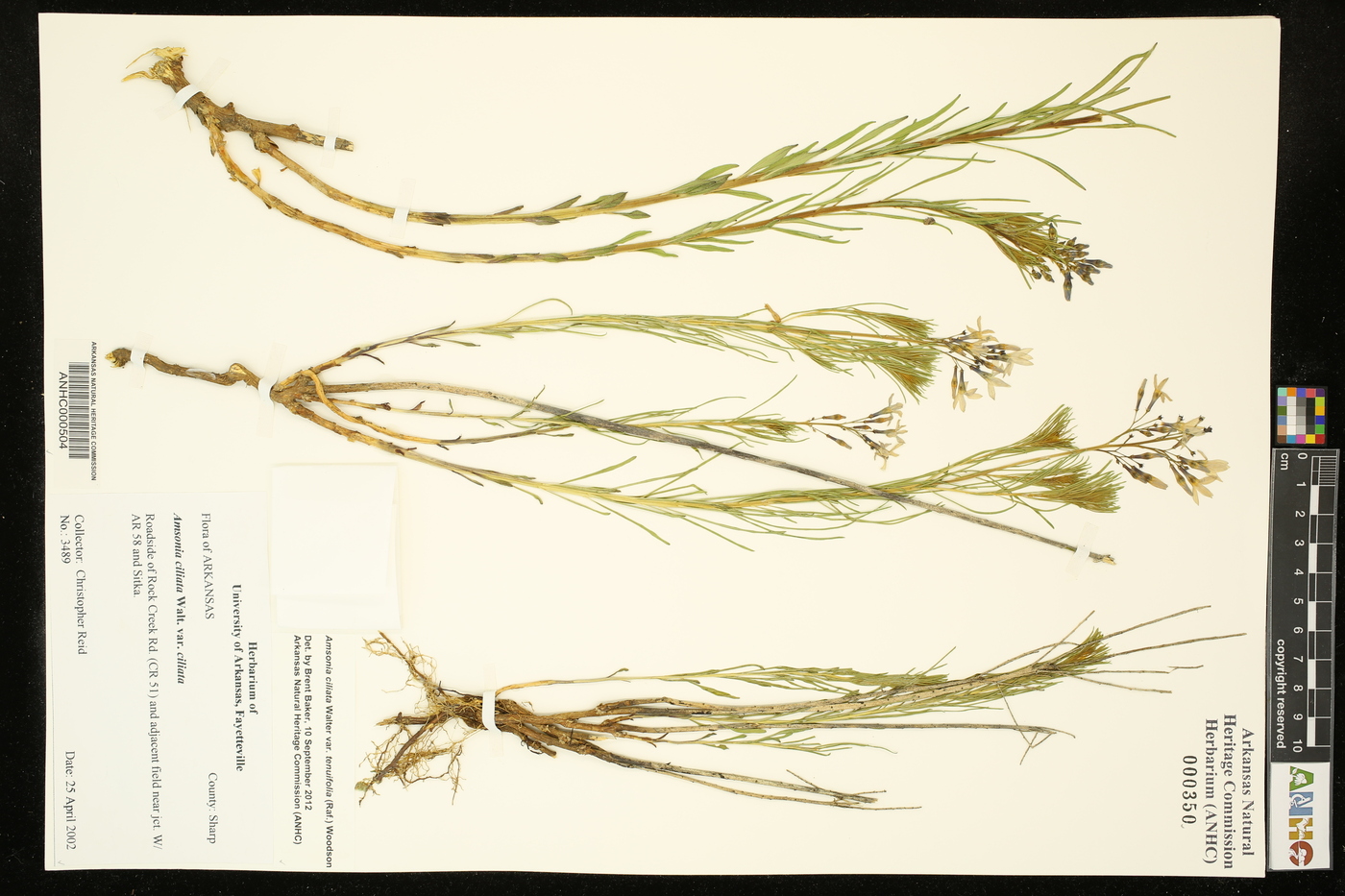 Amsonia ciliata var. tenuifolia image