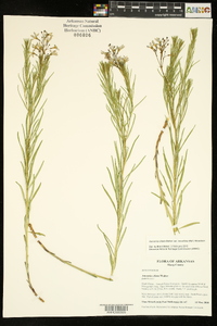 Amsonia ciliata image