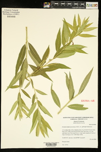 Amsonia tabernaemontana image