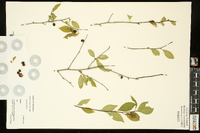 Ilex ambigua image