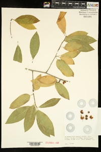 Ilex amelanchier image