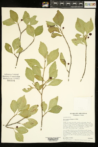 Ilex longipes image