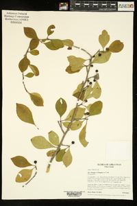 Ilex longipes image