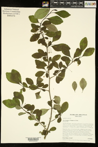 Ilex longipes image