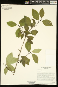 Ilex longipes image