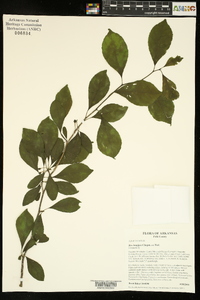 Ilex longipes image