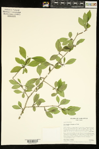 Ilex longipes image