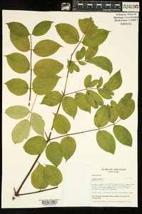 Aralia spinosa image