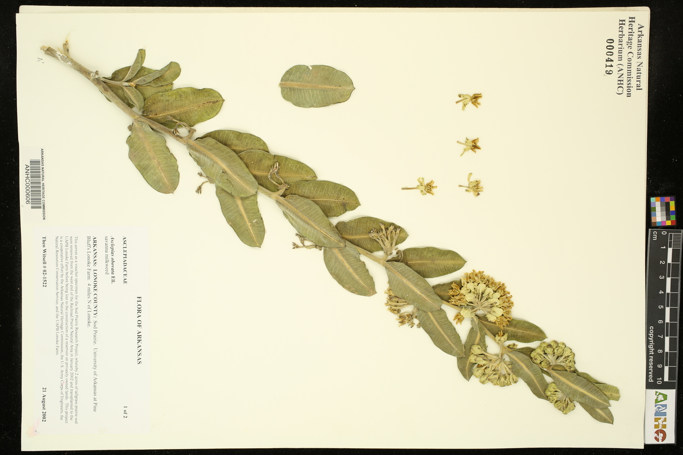 Asclepias obovata image
