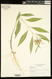 Asclepias perennis image