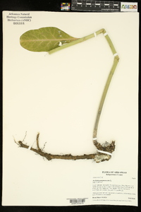 Asclepias purpurascens image