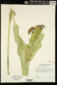 Asclepias sullivantii image