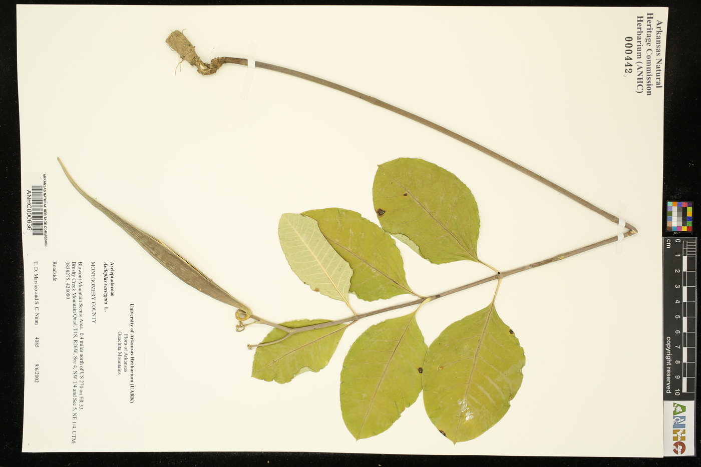 Asclepias variegata image