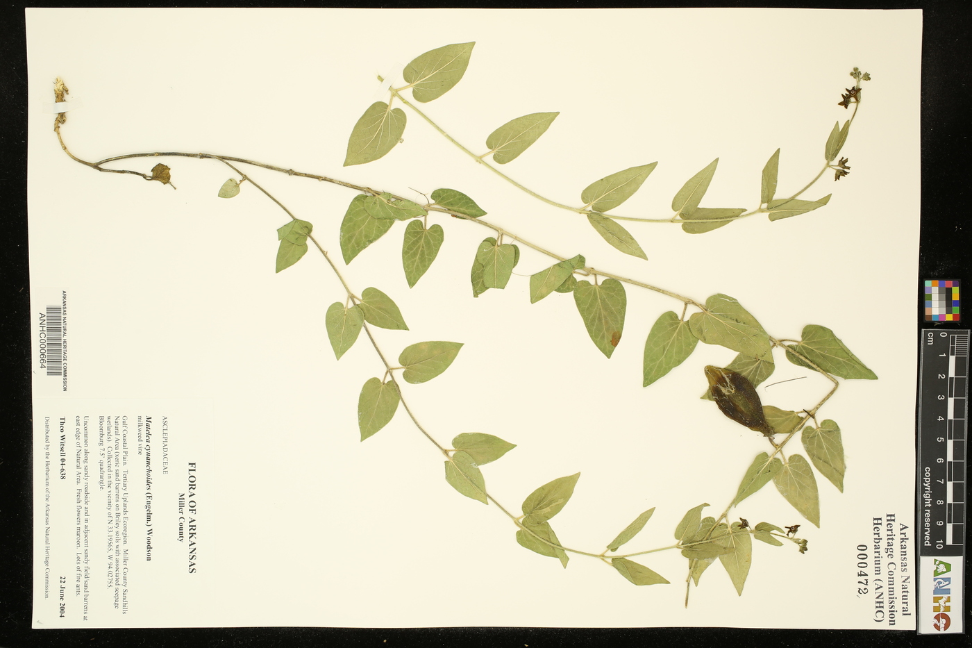 Matelea cynanchoides image