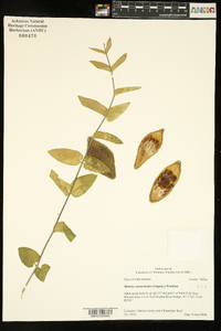 Matelea cynanchoides image