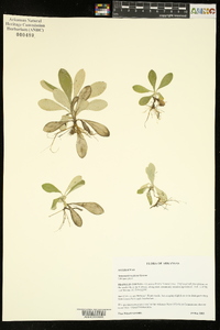 Antennaria neglecta image