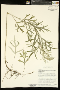 Artemisia ludoviciana subsp. mexicana image