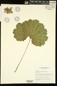 Arnoglossum reniforme image