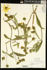 Bidens laevis image