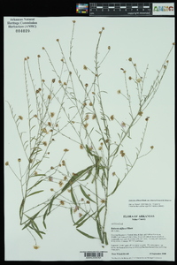 Boltonia diffusa image