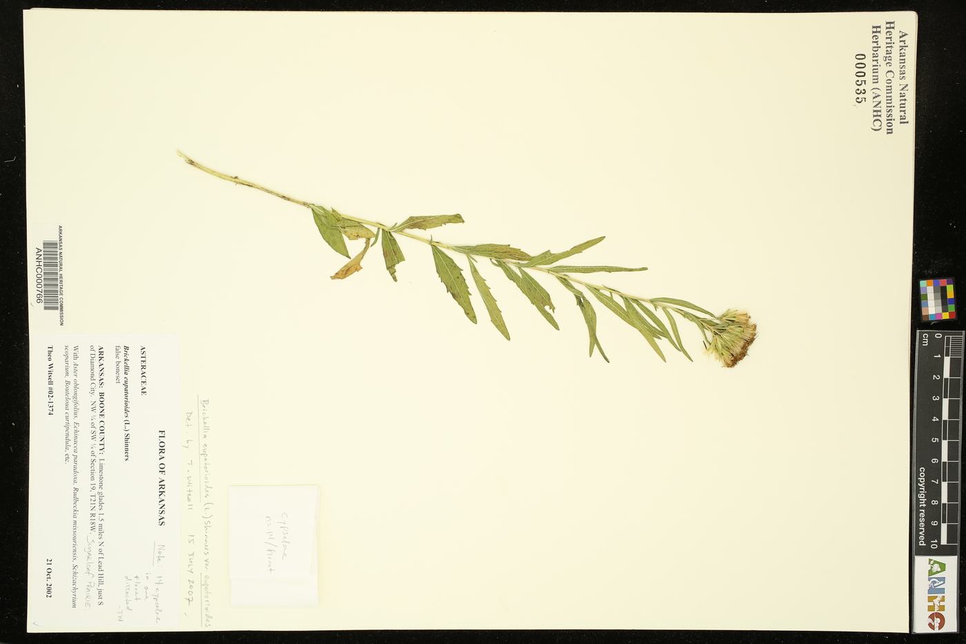 Brickellia eupatorioides var. eupatorioides image
