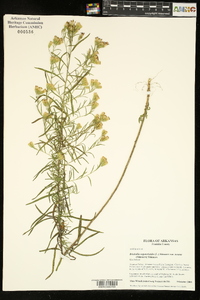 Brickellia eupatorioides var. texana image