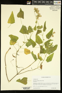 Brickellia grandiflora image