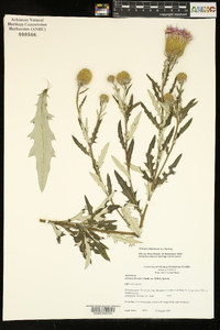 Cirsium altissimum image