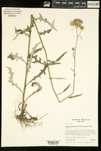 Cirsium carolinianum image