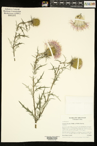 Cirsium discolor image