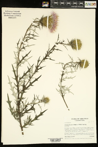 Cirsium discolor image