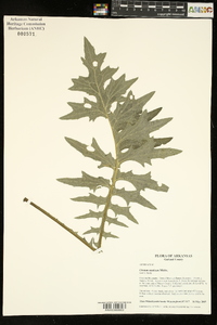 Cirsium muticum image