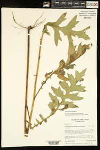 Cirsium muticum image