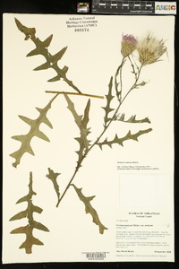 Cirsium muticum image