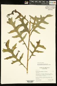 Cirsium muticum image