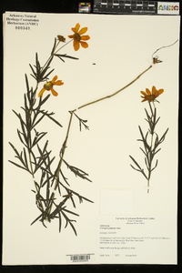 Coreopsis palmata image