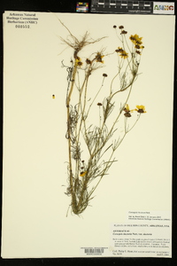 Coreopsis tinctoria image