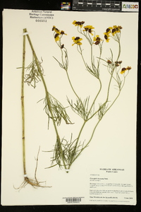 Coreopsis tinctoria image