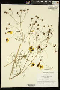 Coreopsis tinctoria image